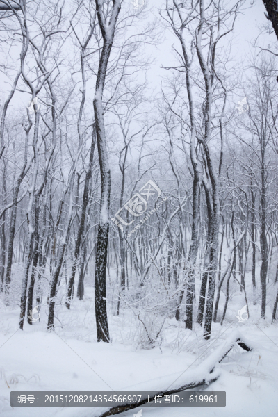 雪景,樹(shù)林