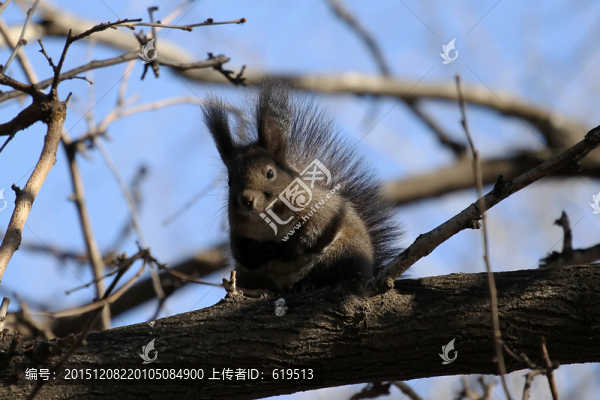 樹(shù)上的松鼠
