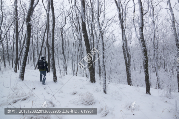 樹林,雪景