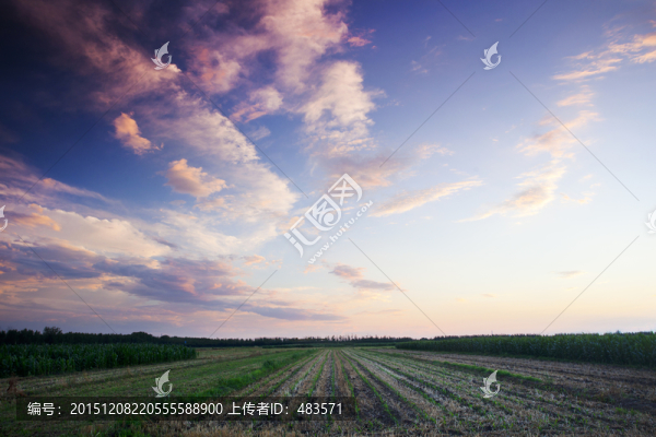 田野
