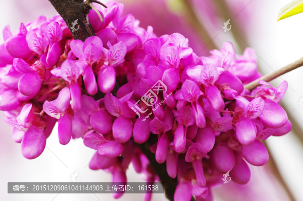 紫荊花