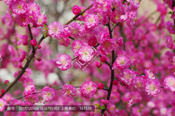 梅花