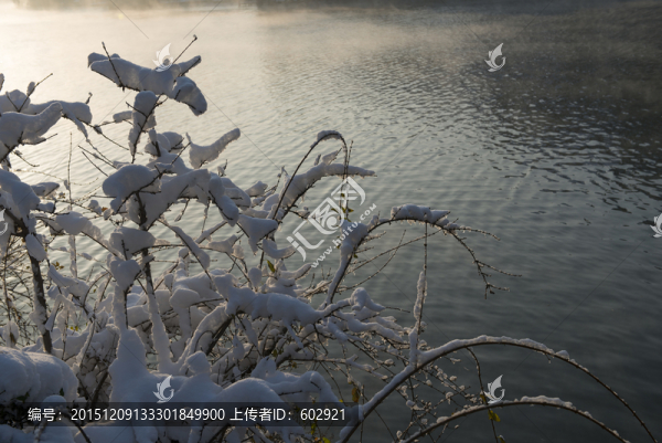 樹枝上的雪