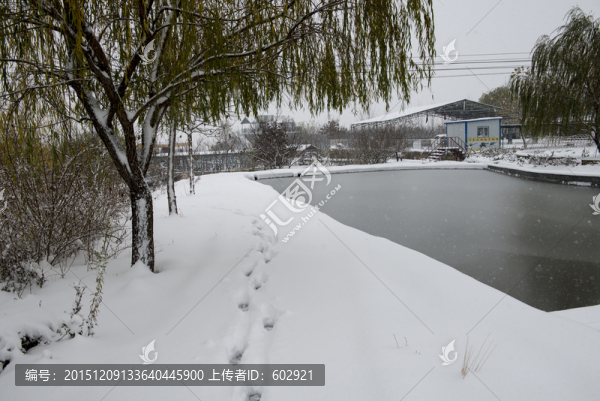 雪地,池塘