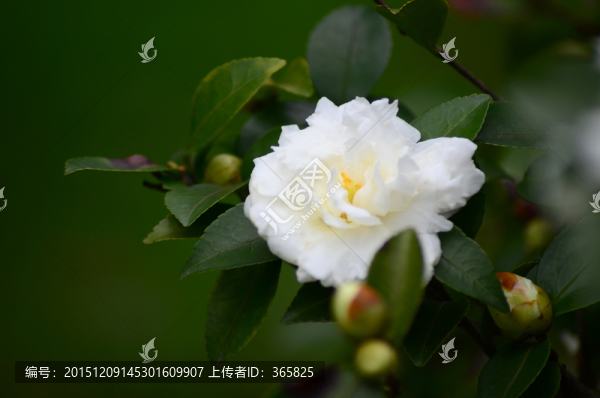 茶花