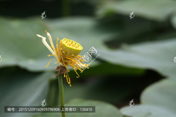 蓮蓬
