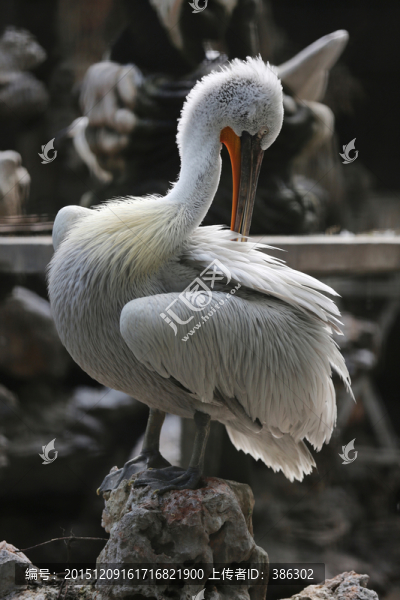 野生鳥類