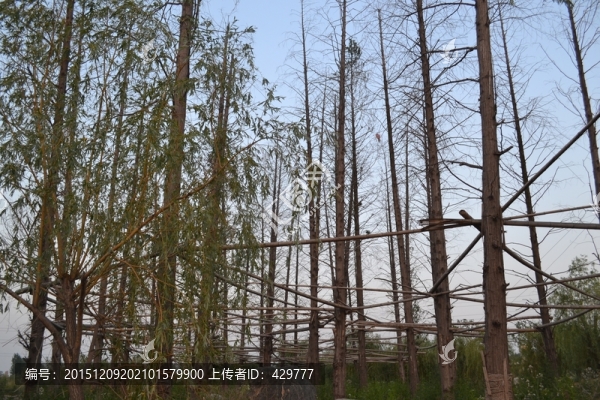 樹林,樹木