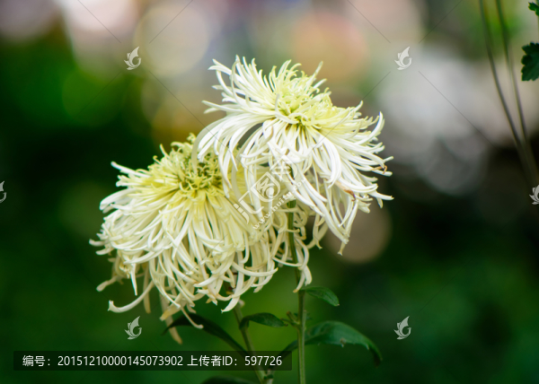 白色蟹爪菊