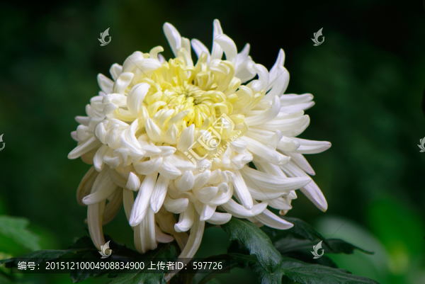 白菊花