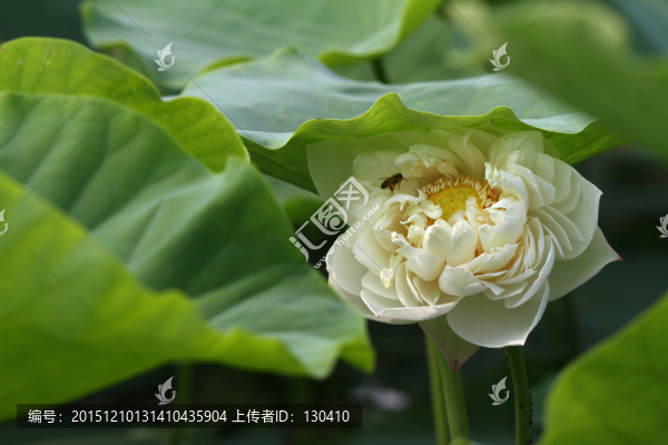 雨荷