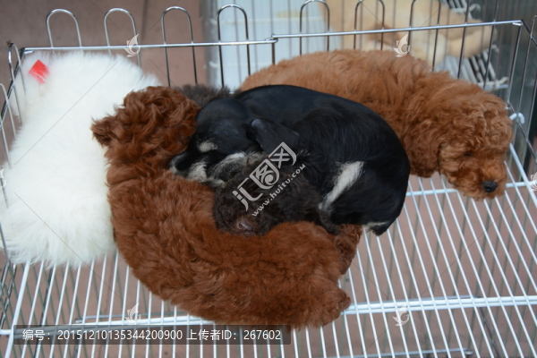 貴賓犬