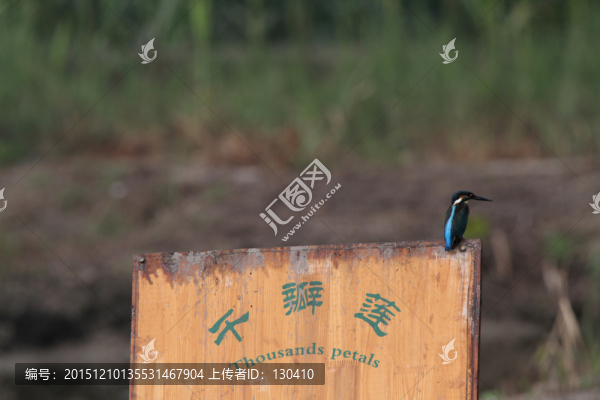 翠鳥