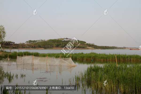 濕地,蘆葦