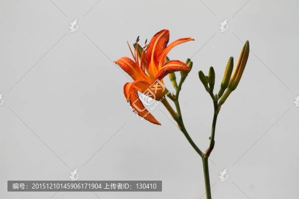 金針菜