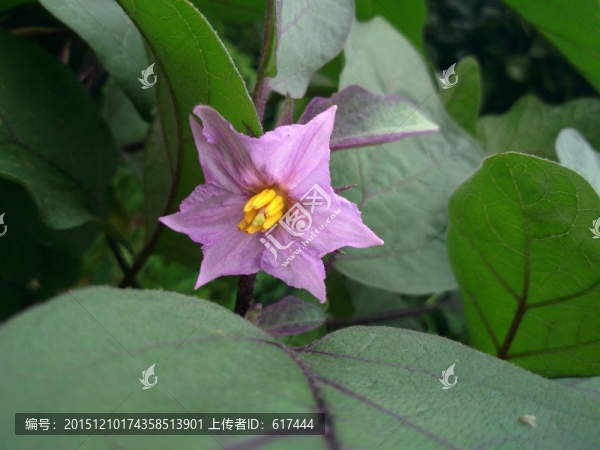 茄子花