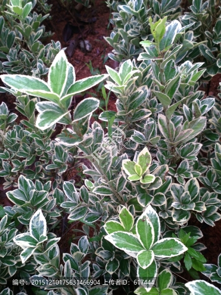 綠色植物
