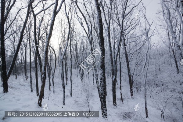 冬天的樹林