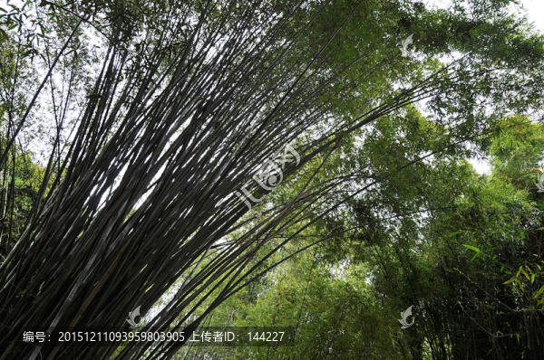 竹林,竹子,大片竹林,竹園