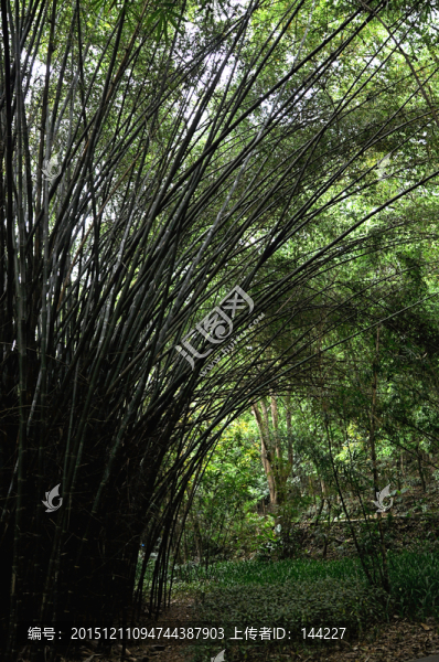 竹林