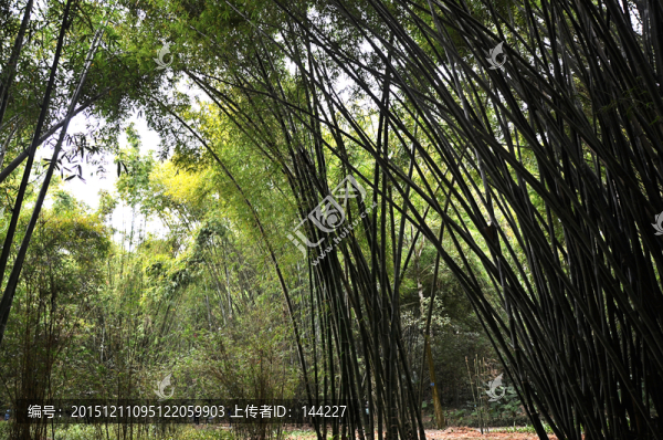 竹林