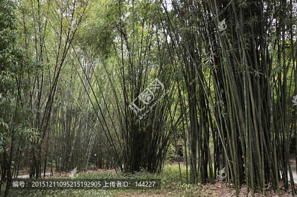 竹林,竹子