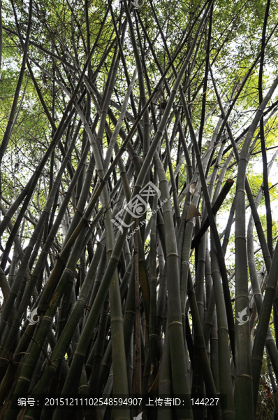 竹林,竹子