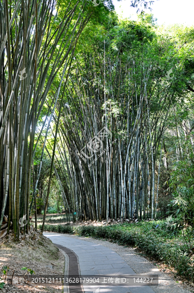 竹林小道