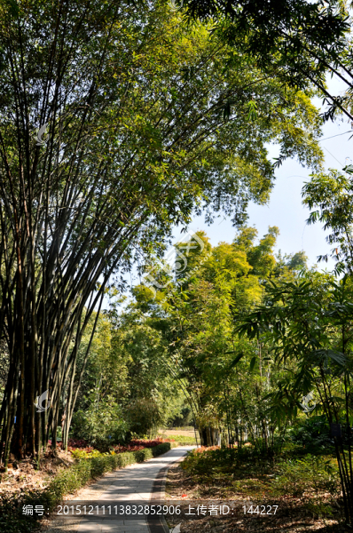 竹林小道