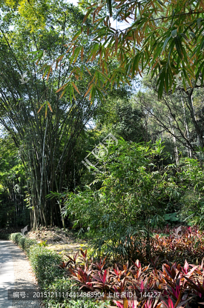 竹林,竹子