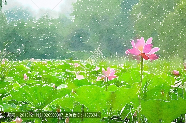 荷花池塘,水彩畫