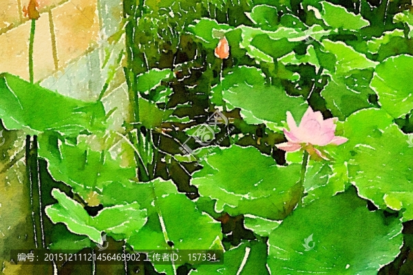 荷塘蓮花,水彩畫