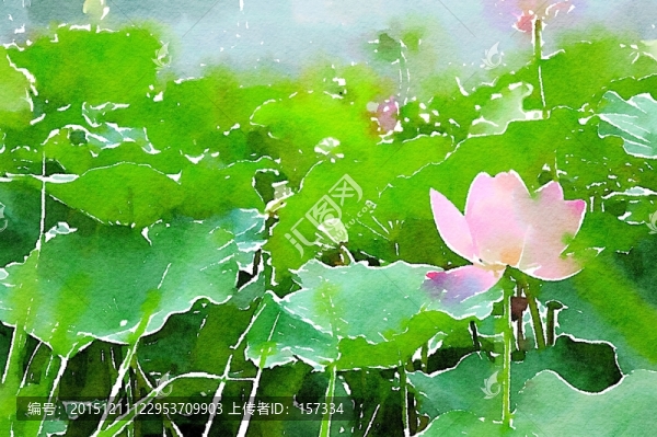 荷塘蓮花,水彩畫(huà)