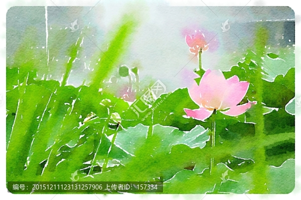 荷花素材,水彩畫