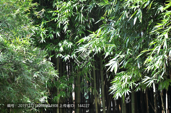 竹葉,竹