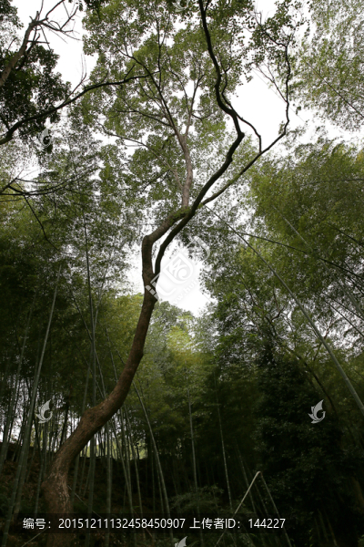 深山竹林