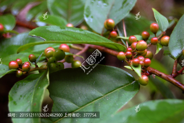 野生植物