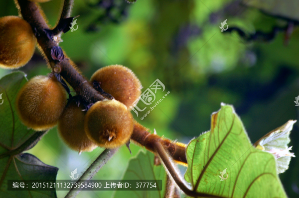 野生植物