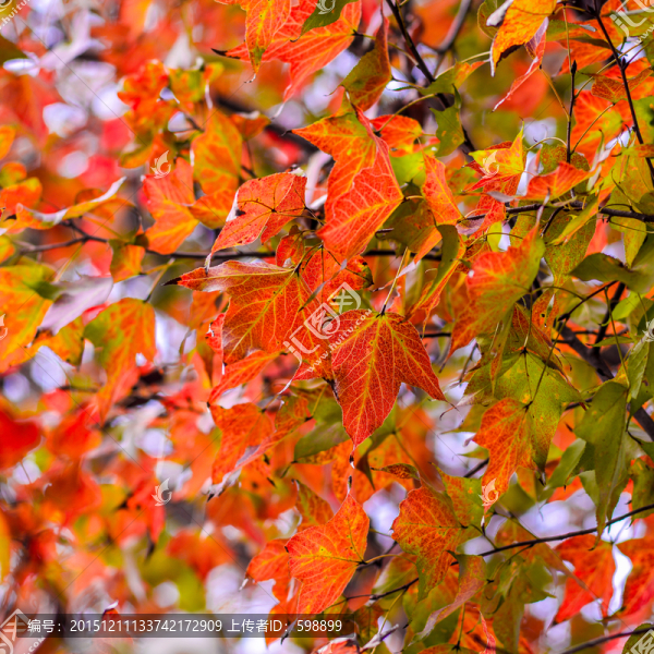 紅楓葉