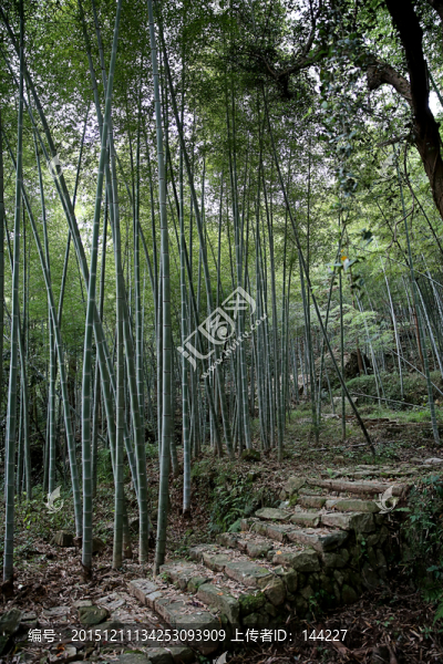 深山竹林,小路