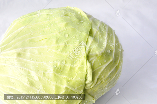 生包菜,高麗菜
