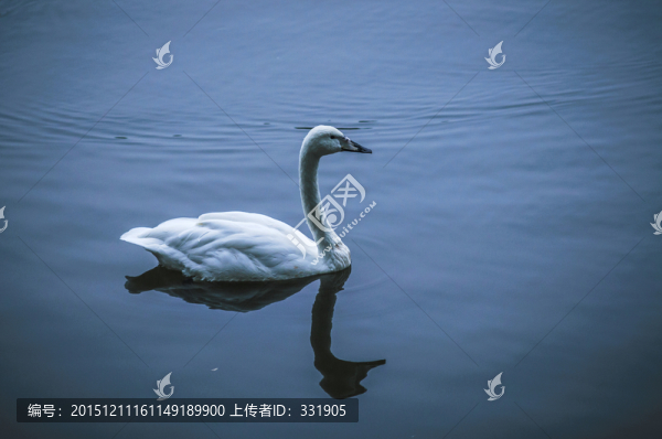白天鵝