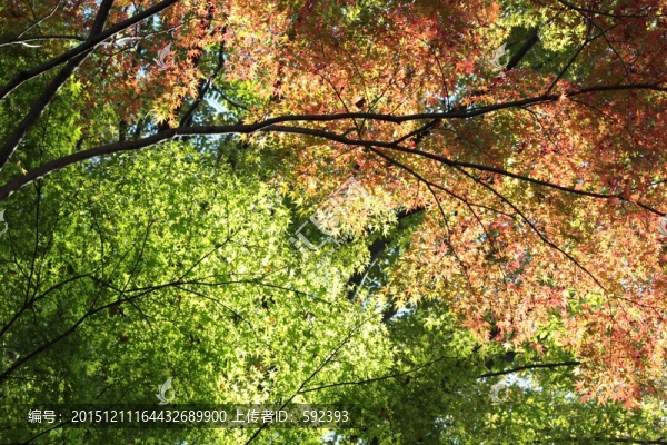 楓樹(shù)