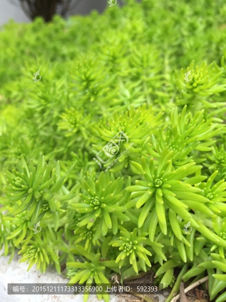 多肉植物