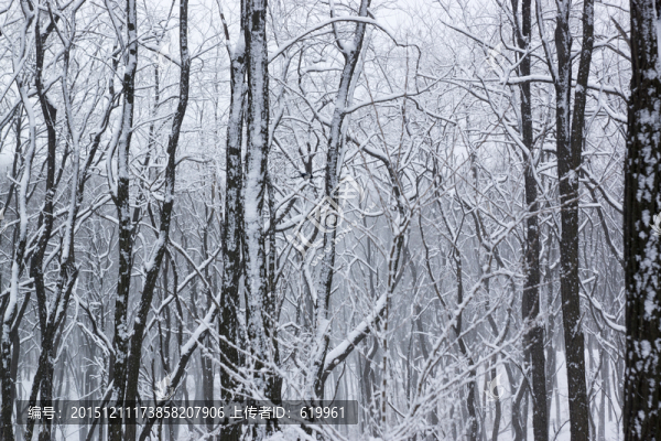 雪景,樹林,樹枝