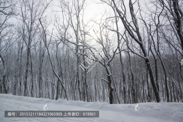 雪景,樹林,樹枝