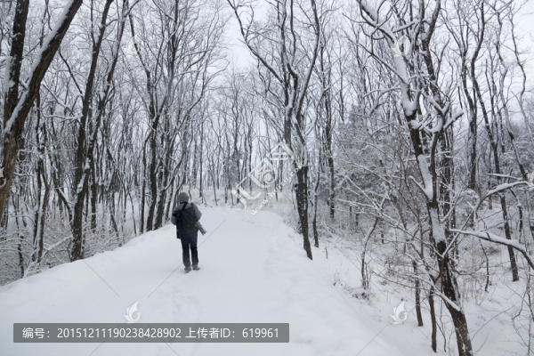 樹林,雪路