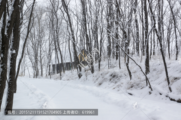 樹(shù)林,雪路