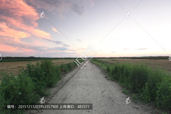 田野