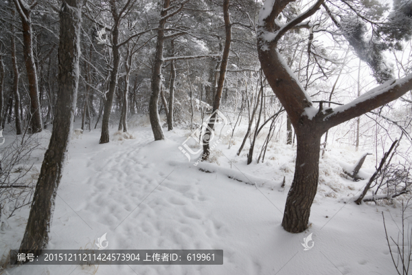 松林,雪路,雪景